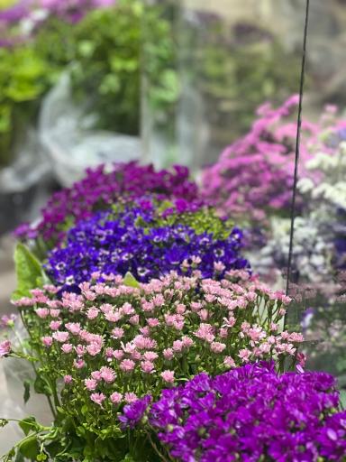 عکس گلفروشی فلورا