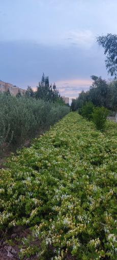 عکس بوستان عترت