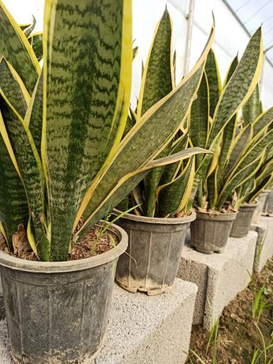 عکس گلخانه ایلیا