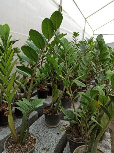 عکس گلخانه ایلیا