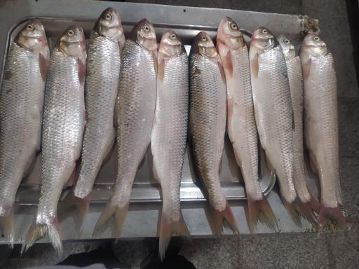 عکس رستوران شبرنگ