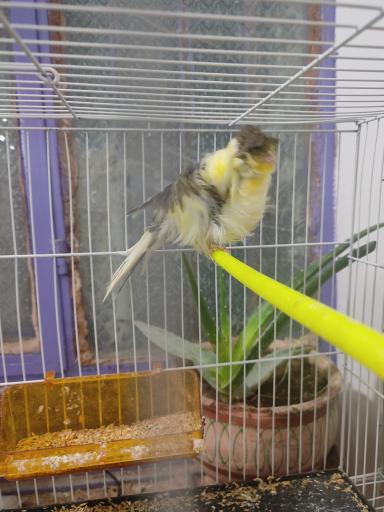 عکس پرنده فروشی نصرتی