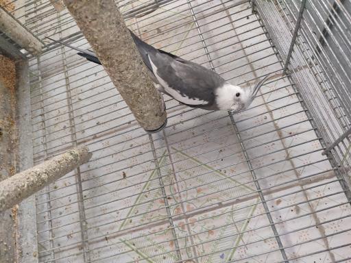 عکس پرنده فروشی نصرتی