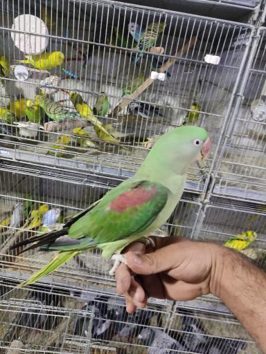 عکس پرنده فروشی نصرتی