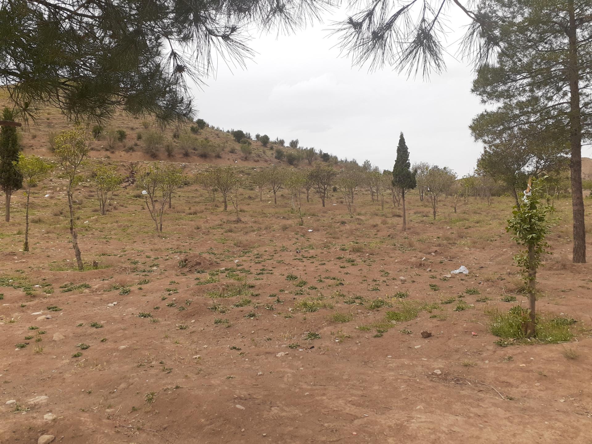 عکس پیاده روی قندیلی