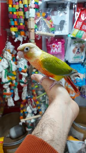 عکس پت شاپ ایران پرنده