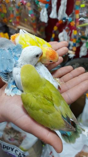 پت شاپ ایران پرنده