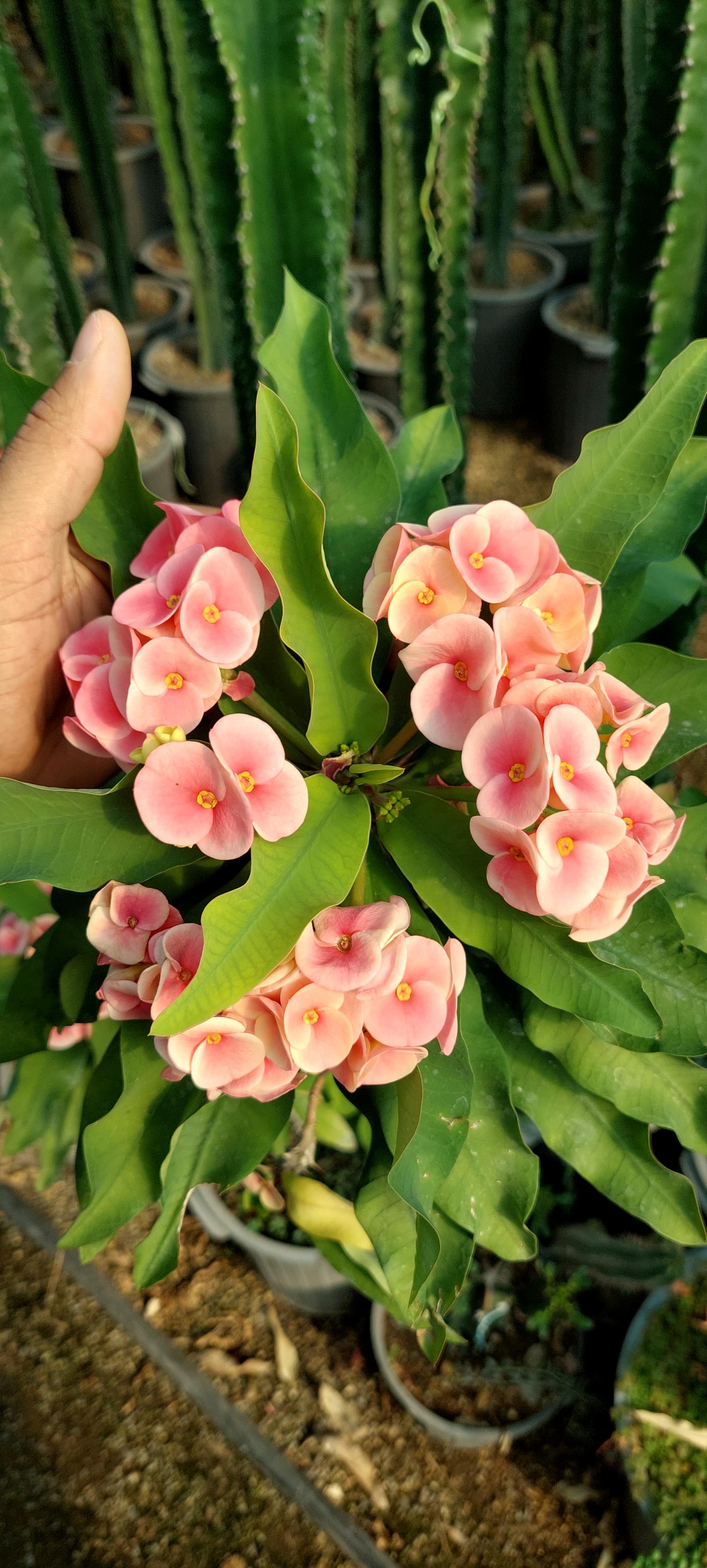 عکس گلخانه کاکتوس برتر 68