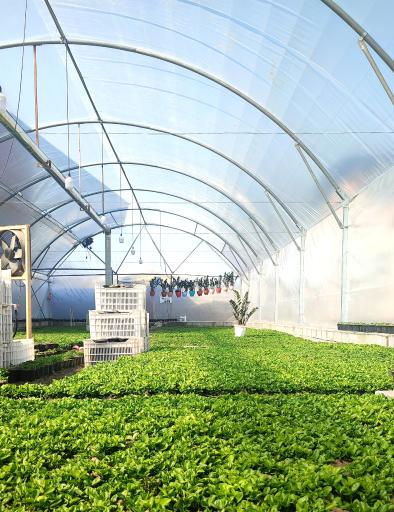 عکس گلخانه نتاج 