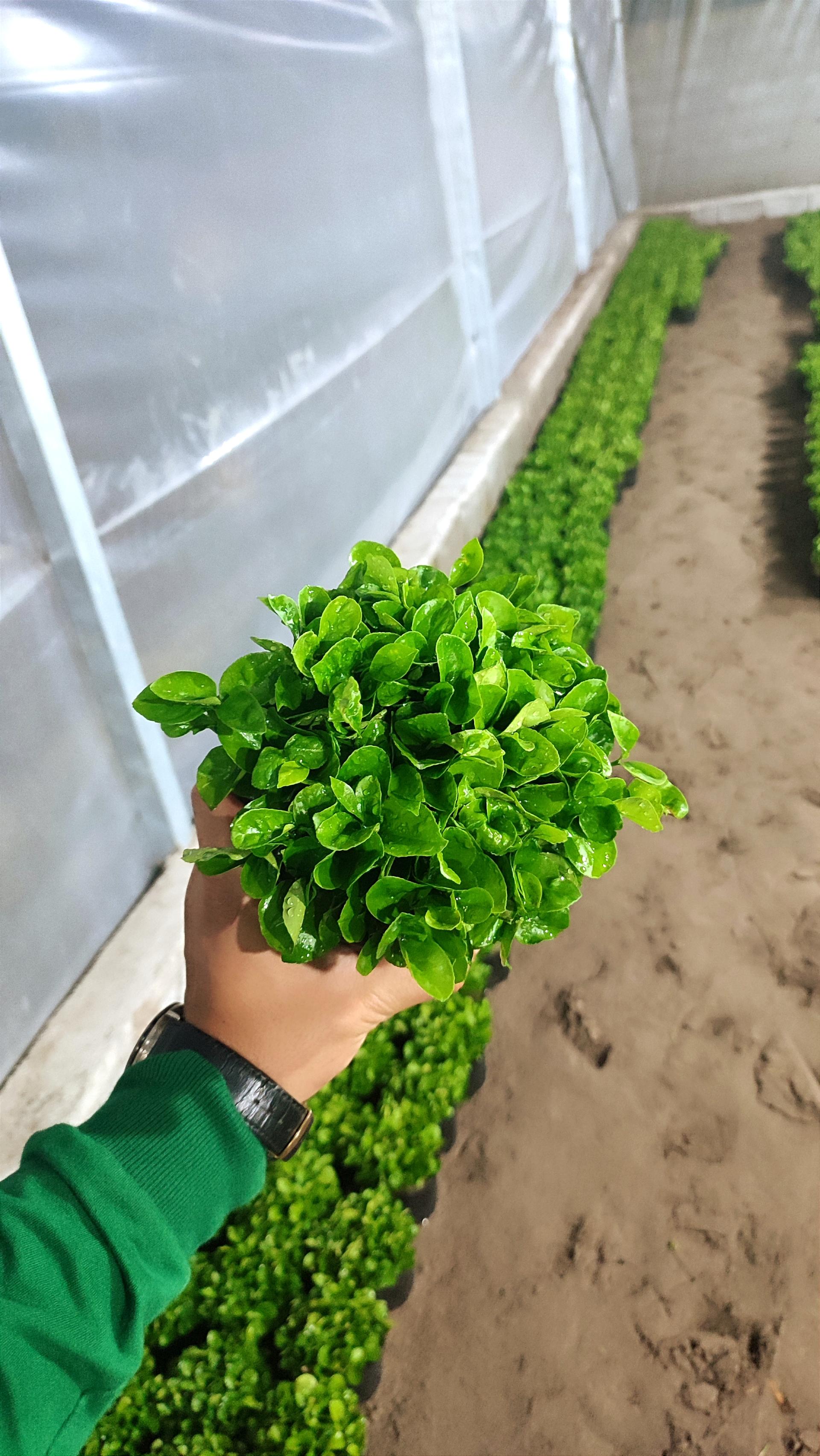 عکس گلخانه نتاج 