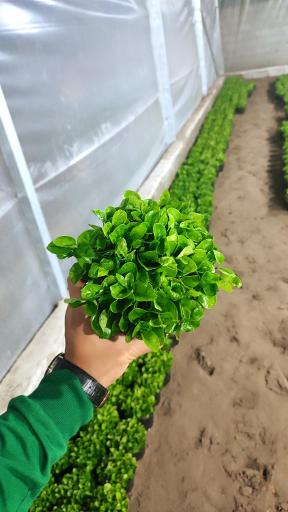 عکس گلخانه نتاج 