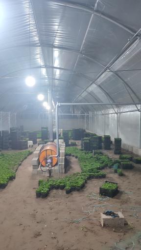 عکس گلخانه نتاج 