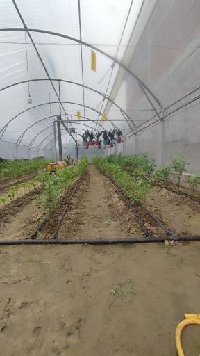 عکس گلخانه نتاج 