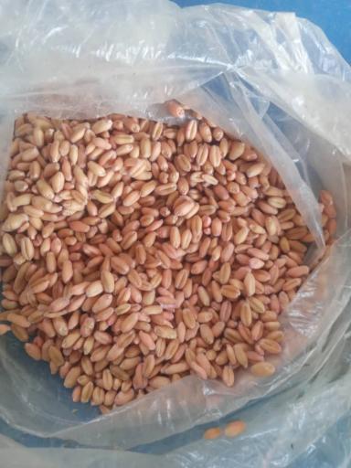 عکس خدمات کشاورزی برادران بنواری