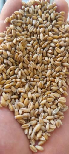 عکس خدمات کشاورزی برادران بنواری