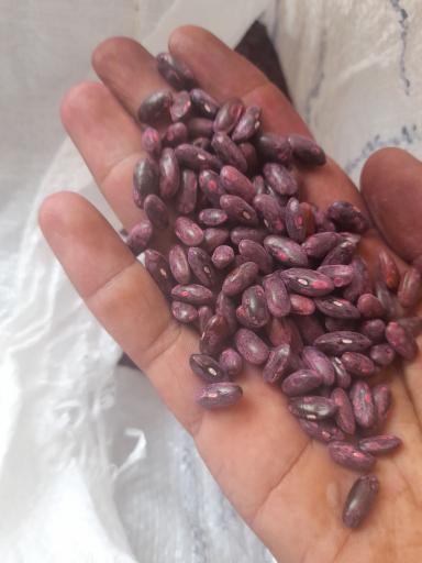 عکس خدمات کشاورزی برادران بنواری