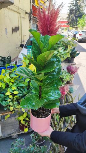 عکس گلفروشی گل گندم 