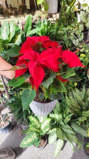 عکس گلفروشی گل گندم 