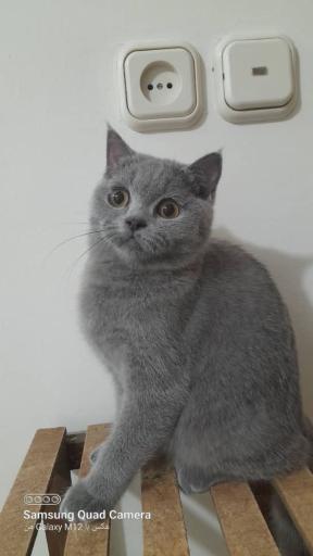 عکس کلینیک دامپزشکی حیوانات خانگی و پرندگان زینتی هما