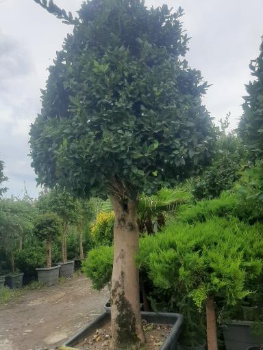 عکس گلسرای پالیز 