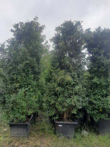 عکس گلسرای پالیز 