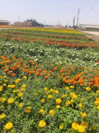 عکس گلسرای پالیز 