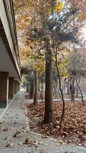 عکس دانشگاه ملی مهارت دختران دکتر شریعتی تهران