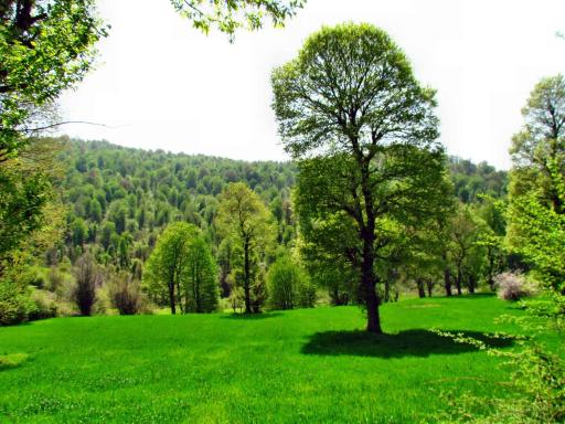 عکس ویشلق علیا
