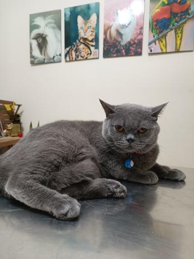 عکس کلینیک دامپزشکی نیکان