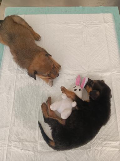 عکس کلینیک دامپزشکی نیکان