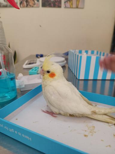 عکس کلینیک دامپزشکی نیکان