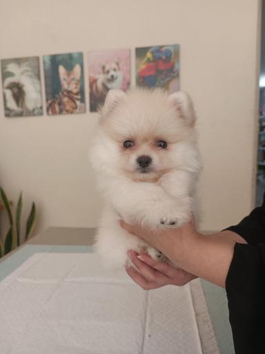 عکس کلینیک دامپزشکی نیکان