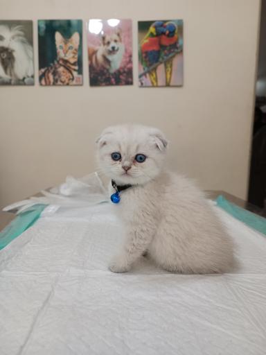 عکس کلینیک دامپزشکی نیکان