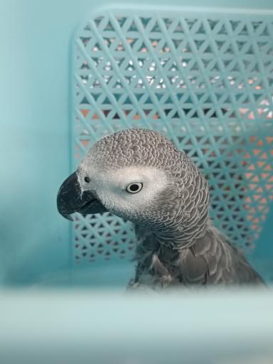 عکس کلینیک دامپزشکی نیکان