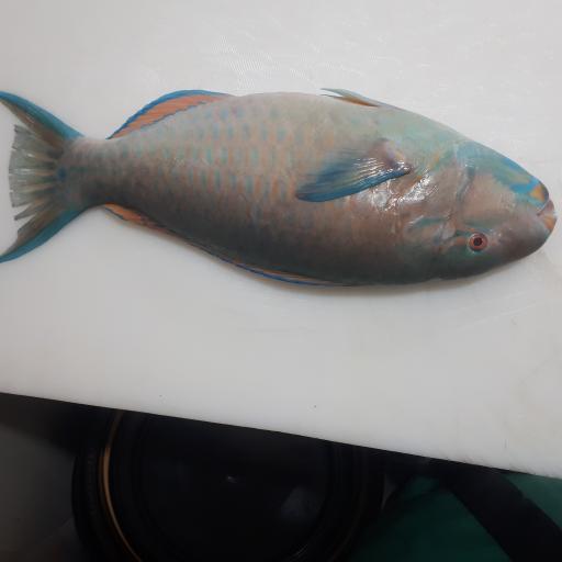 عکس مرغ و ماهی کیانی