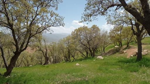 عکس بوستان جنگلی کوهستان یاسوج