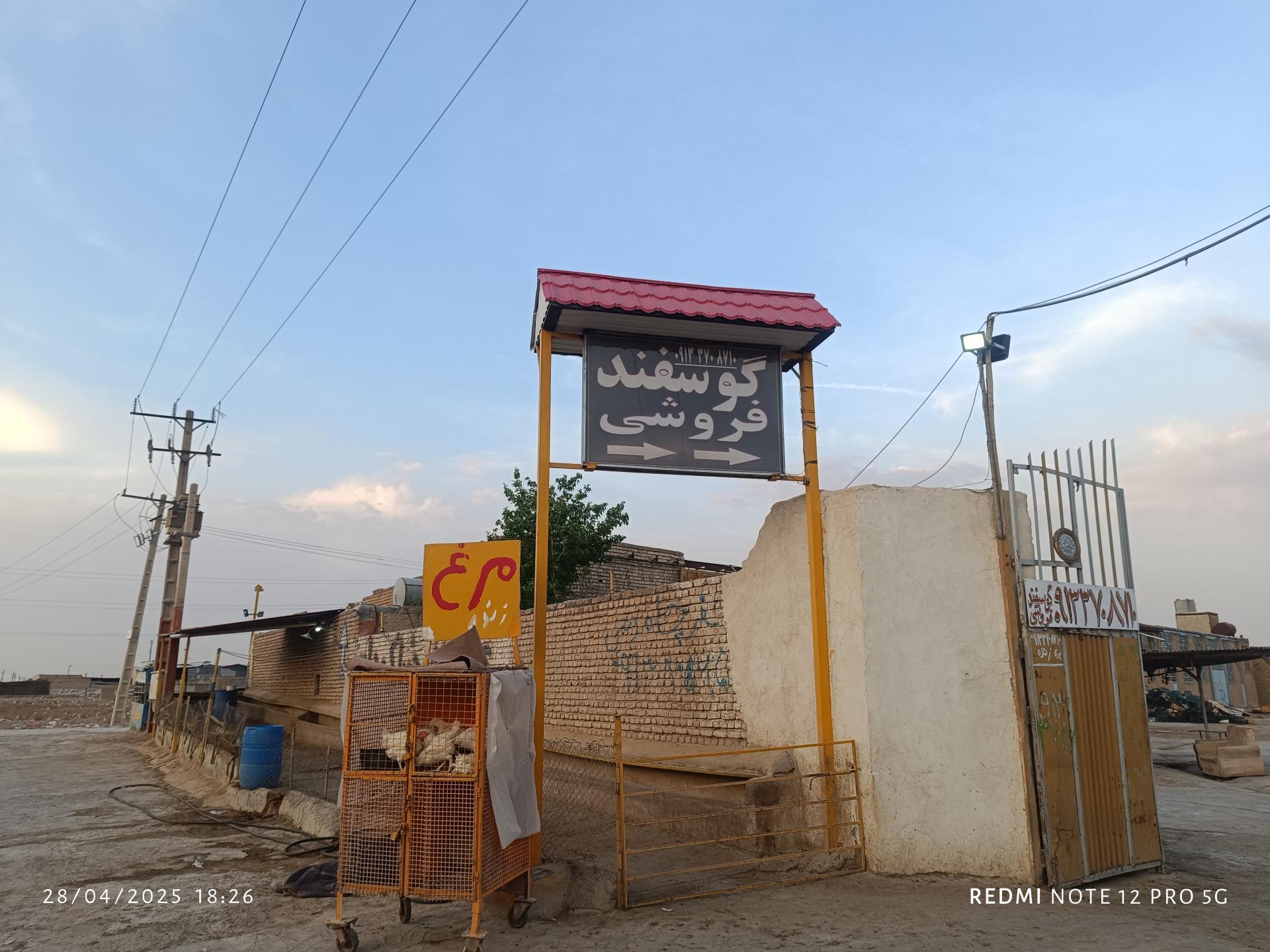 عکس گوسفند فروشی مهدی