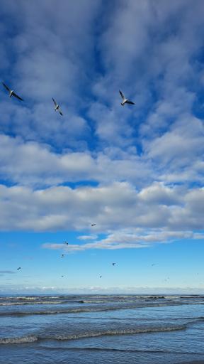 عکس ساحل نور