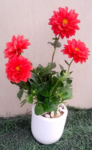 عکس گلفروشی آنلاین Red Rose