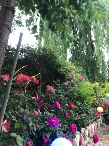 عکس کافه رستوران ددینو