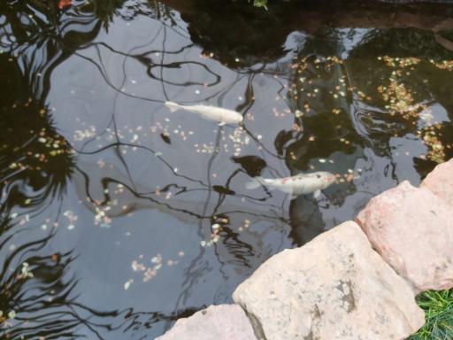 عکس نمایشگاه گل و گیاه ولیعصر