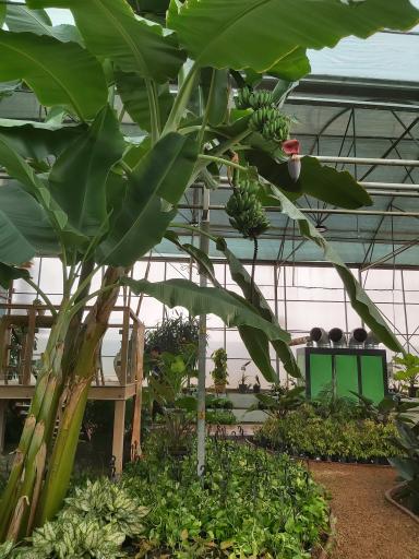 عکس نمایشگاه گل و گیاه ولیعصر