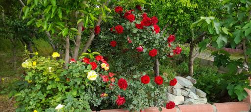 عکس شهریار