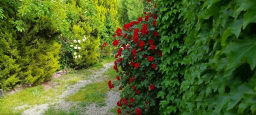 عکس شهریار