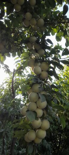 عکس شهریار