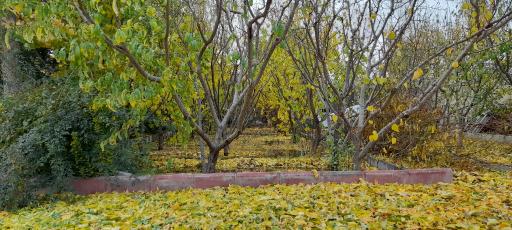 عکس شهریار