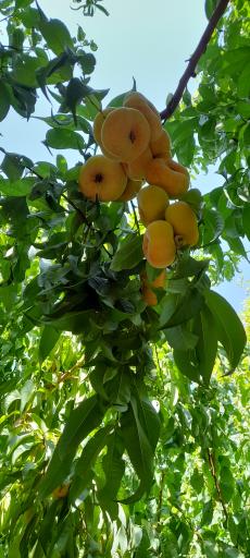 عکس شهریار
