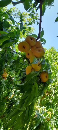 عکس شهریار