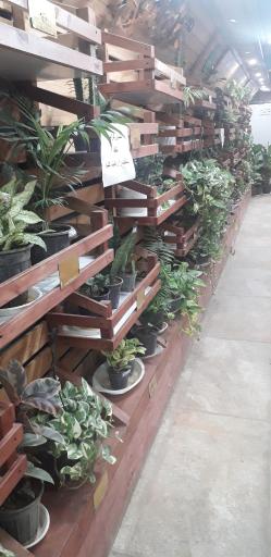 عکس رستوران و کافه سینگل قزل پارک 