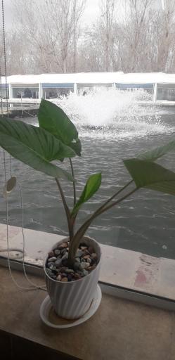 عکس رستوران و کافه سینگل قزل پارک 